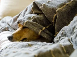 Design-Forward Pet Essentials for the Modern Home Design-Forward Pet Essentials for the Modern Home