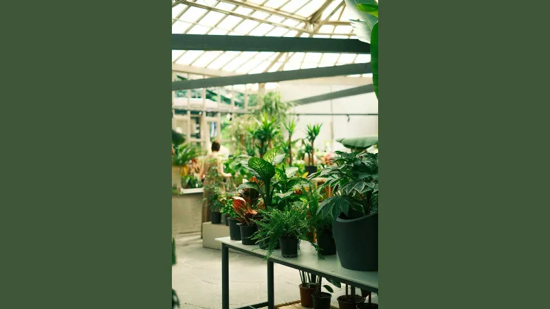 Regional Market Success